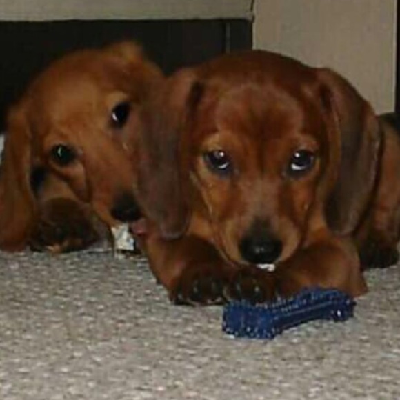 Meet your Posher, Danielle - Picture 2 of 6